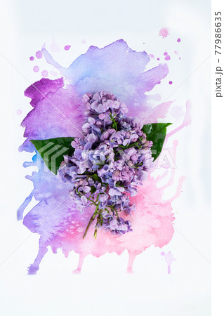 Lilac flowers on watercolor background 77986635