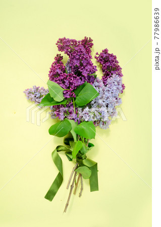 Lilac flowers on yellow background 77986639