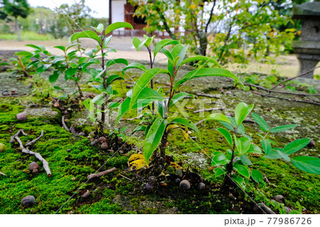 世界遺産 法起寺の鐘楼跡 礎石のすき間から伸びるどんぐりの幼木 77986726