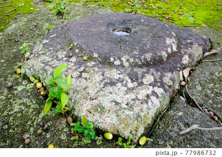 世界遺産 法起寺の鐘楼跡 礎石のすき間から伸びるどんぐりの幼木 世界遺産 法起寺の鐘楼跡 礎石のすき間から伸びるどんぐりの幼木 77986732