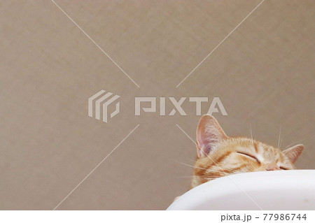 キュートな猫の寝顔右下猫アメリカンショートヘアレッドタビー 77986744