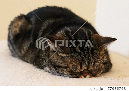 顔をうずめて寝る猫アメリカンショートヘアブラウンタビー 顔をうずめて寝る猫アメリカンショートヘアブラウンタビー 77986748