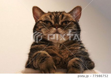 むすっとした顔で見下ろす猫アメリカンショートヘアブラウンタビー むすっとした顔で見下ろす猫アメリカンショートヘアブラウンタビー 77986752