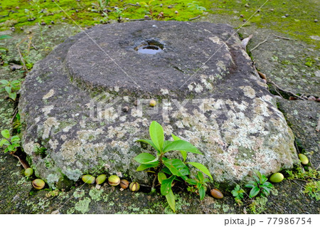 世界遺産 法起寺の鐘楼跡 礎石のすき間から伸びるどんぐりの幼木 77986754