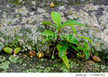 世界遺産 法起寺の鐘楼跡 礎石のすき間から伸びるどんぐりの幼木 77986761