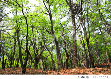 林 森 樹林 77986771