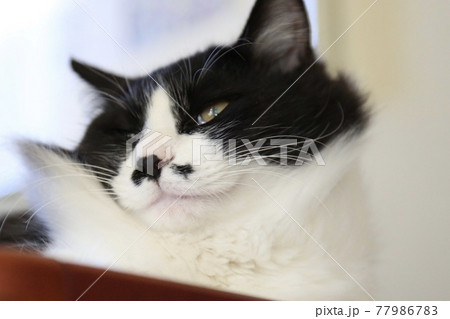 かっこつける保護猫 かっこつける保護猫 77986783