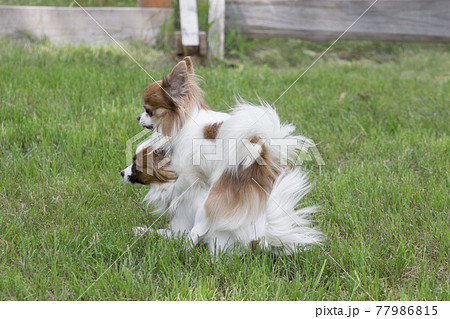Papillon and chihuahua are making love in park. Papillon and chihuahua are making love in park. 77986815