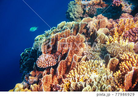 Coral reef Coral reef 77986929
