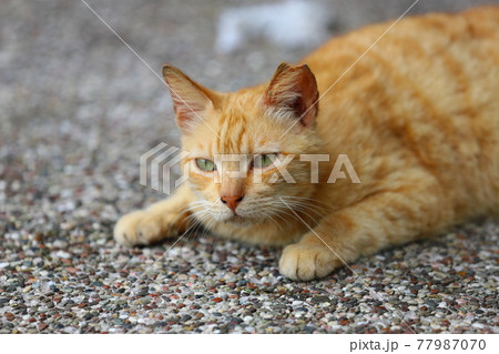 猫 ねこ ネコ 77987070