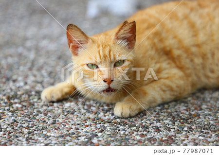 猫 ねこ ネコ 77987071