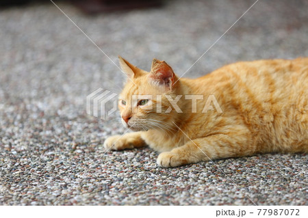 猫 ねこ ネコ 77987072