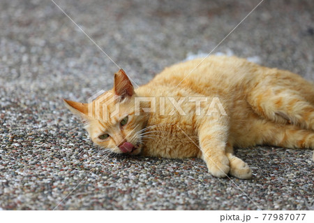 猫 ねこ ネコ 77987077