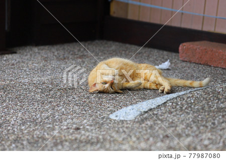 猫 ねこ ネコ 77987080