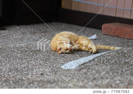 猫 ねこ ネコ 77987082