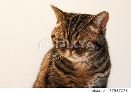 怒った表情でにらむ猫アメリカンショートヘアブラウンタビー 77987278