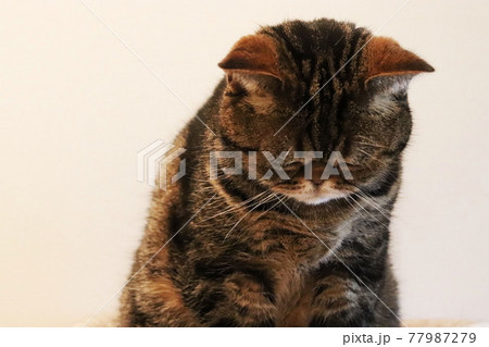 しょんぼりうつむく猫アメリカンショートヘアブラウンタビーの写真素材