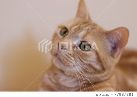 真剣に何かを見つめる猫アメリカンショートヘアレッドタビーの写真素材