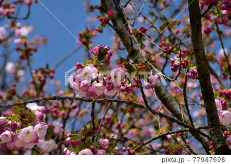 フランス パリ 公園に咲き始めた桜の花 21年3月28日撮影の写真素材