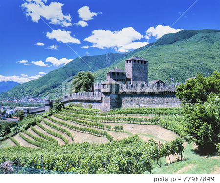 ぶどう畑とモンテ・ベッロ城 ぶどう畑とモンテ・ベッロ城 77987849