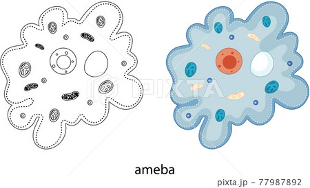 Ameba in colour and doodle on white background Ameba in colour and doodle on white background 77987892