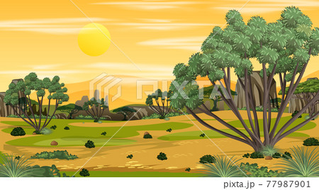 African Savanna forest landscape scene at sunset 77987901