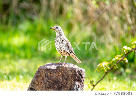 Song Thrush, turdus philomelos, visiting a garden in Ireland 77988003
