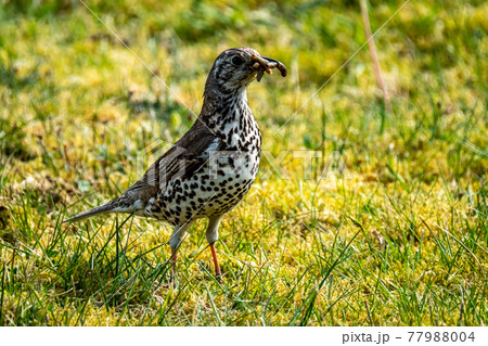 Song thrush catching leather jacket grubs from the meadow, turdus philomelos 77988004