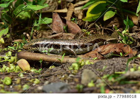 は虫類 レプタイル 爬虫類 77988018