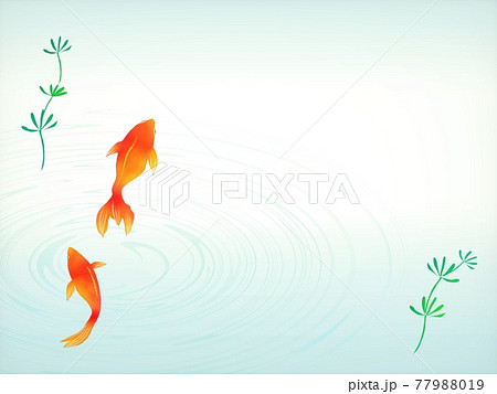 涼しげ　金魚　背景 77988019