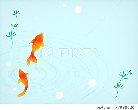 涼しげ 金魚 背景 涼しげ 金魚 背景 77988020