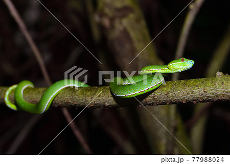 は虫類 レプタイル 爬虫類 77988024
