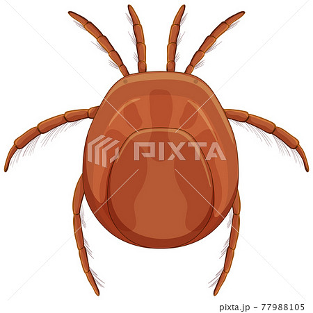 Tick blood parasite in cartoon style isolated on white background 77988105