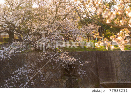 夙川駅周辺の桜咲き始め 夙川駅周辺の桜咲き始め 77988251
