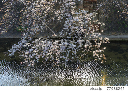 夙川駅周辺の桜咲き始め 夙川駅周辺の桜咲き始め 77988265