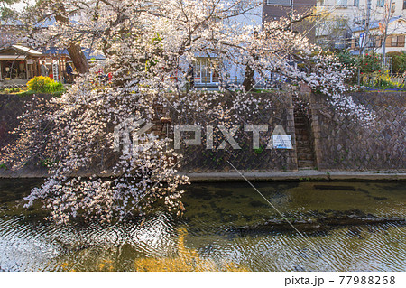 夙川駅周辺の桜咲き始め 夙川駅周辺の桜咲き始め 77988268