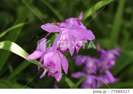 春の公園に咲くシランのピンク色の花 77988327