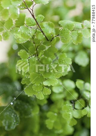 観葉植物 77988415