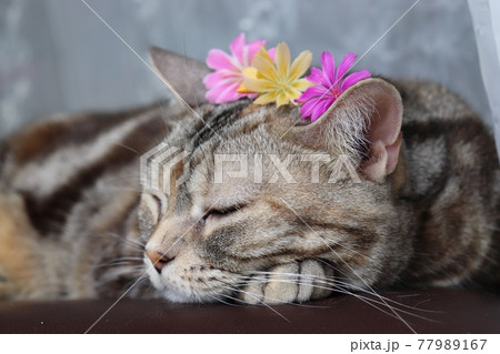 花冠をつけて熟睡する猫アメリカンショートヘアシルバーパッチドタビー 77989167