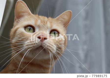 愛らしいふっくらウイスカーパッドの猫アメリカンショートヘアレッドタビー 77989175