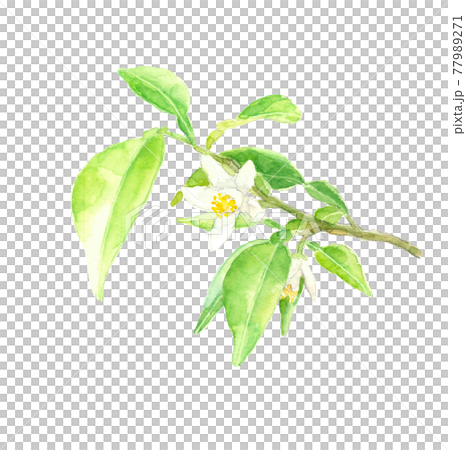 水彩：柚子の花　葉と枝付き  白バック  77989271