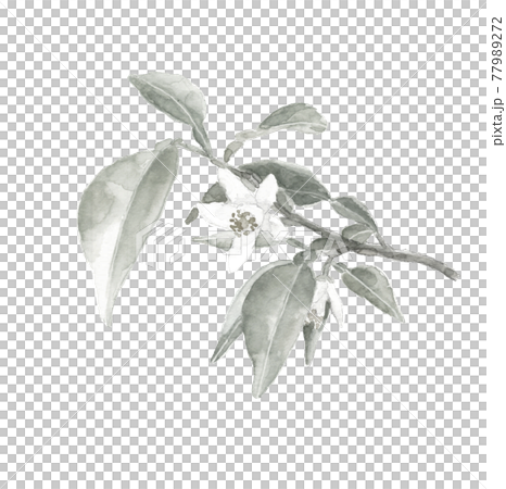 水墨画風水彩：枝、葉付き 柚子の花 ユズ  モノトーン 白バック 77989272