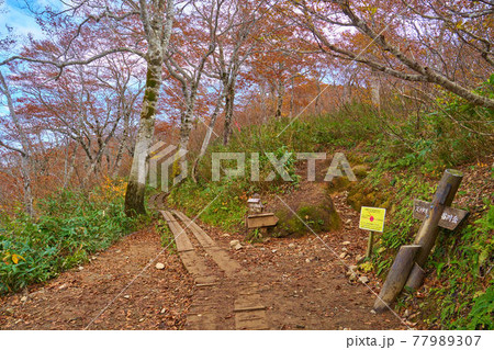 秋の群馬県谷川岳 天神尾根にある分岐点(天神平,天神峠,谷川岳) 秋の群馬県谷川岳 天神尾根にある分岐点(天神平,天神峠,谷川岳) 77989307