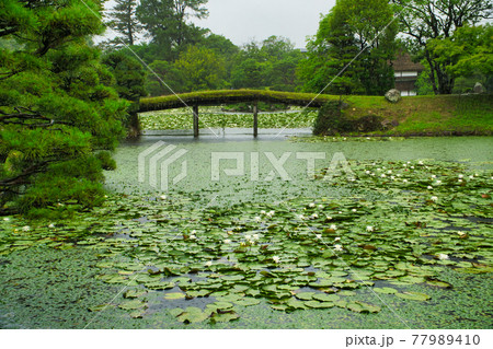 衆楽園のスイレンの花咲く池と木橋と茶室・風月軒 岡山県津山市 衆楽園のスイレンの花咲く池と木橋と茶室・風月軒 岡山県津山市 77989410
