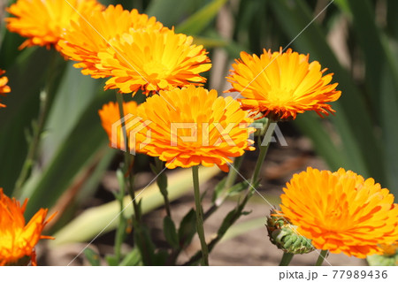 春の庭に咲くキンセンカのオレンジ色の花の写真素材