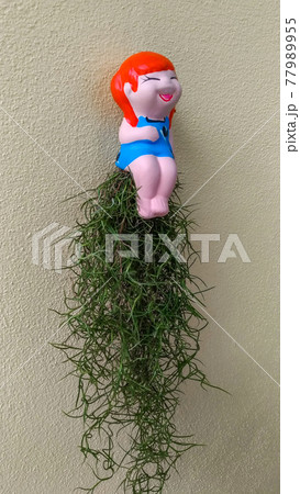 Flower pot girl statue hanging in a flower pot for garden and house decoration on the pale yellow plaster wall. 77989955