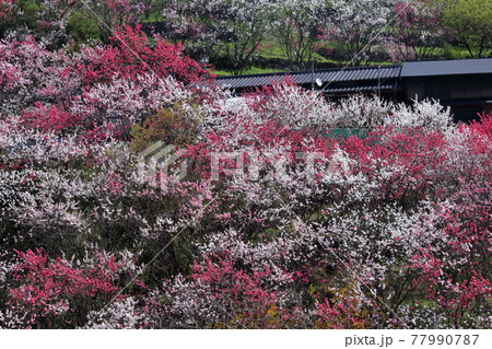 斜面に咲き乱れる花桃　上久喜の春　（高知県　仁淀川町）	 77990787