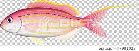 イトヨリダイ 魚イラスト ベクター イトヨリダイ 魚イラスト ベクター 77991022