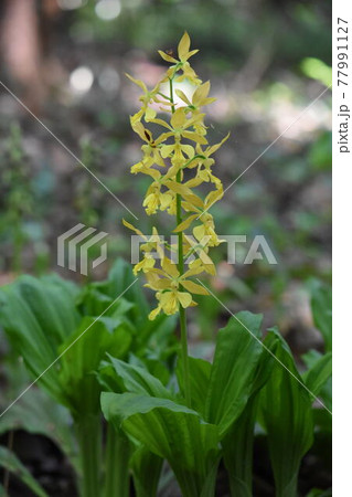 野草 野草 77991127