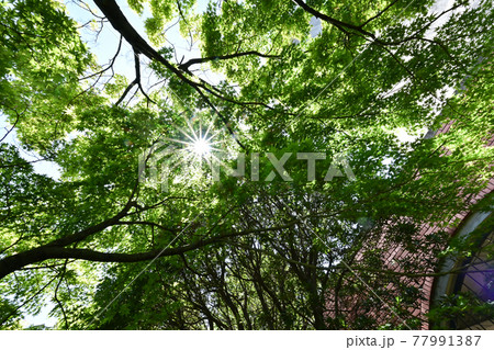 公園で見上げた時に木の間から差し込む太陽光 77991387